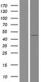 TAF7L Protein - Western validation with an anti-DDK antibody * L: Control HEK293 lysate R: Over-expression lysate