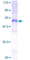 TAF9B Protein - 12.5% SDS-PAGE of human TAF9L stained with Coomassie Blue