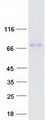 TAGAP Protein - Purified recombinant protein TAGAP was analyzed by SDS-PAGE gel and Coomassie Blue Staining