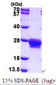 TAGLN / Transgelin / SM22 Protein