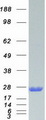 TAGLN2 / Transgelin 2 Protein - Purified recombinant protein TAGLN2 was analyzed by SDS-PAGE gel and Coomassie Blue Staining