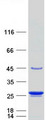 TAGLN3 / Neuronal Protein 22 Protein - Purified recombinant protein TAGLN3 was analyzed by SDS-PAGE gel and Coomassie Blue Staining