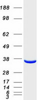 TALDO1 / Transaldolase 1 Protein - Purified recombinant protein TALDO1 was analyzed by SDS-PAGE gel and Coomassie Blue Staining