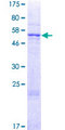 TAMM41 / C3orf31 Protein - 12.5% SDS-PAGE of human TAMM41 stained with Coomassie Blue