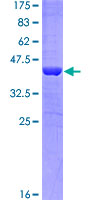 TANK Protein - 12.5% SDS-PAGE of human TANK stained with Coomassie Blue