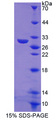 TANK Protein - Recombinant  TRAF Family Member Associated NFKB Activator By SDS-PAGE