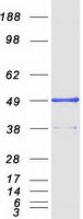 TANK Protein - Purified recombinant protein TANK was analyzed by SDS-PAGE gel and Coomassie Blue Staining