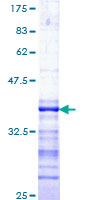 TAOK1 / TAO1 Protein - 12.5% SDS-PAGE Stained with Coomassie Blue.