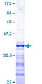 TAOK1 / TAO1 Protein - 12.5% SDS-PAGE Stained with Coomassie Blue.