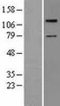 TAOK2 / TAO2 Protein - Western validation with an anti-DDK antibody * L: Control HEK293 lysate R: Over-expression lysate