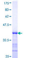 TAOK3 / JIK Protein - 12.5% SDS-PAGE Stained with Coomassie Blue.