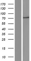 TAP2 Protein - Western validation with an anti-DDK antibody * L: Control HEK293 lysate R: Over-expression lysate