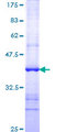 TAPBP / Tapasin Protein - 12.5% SDS-PAGE Stained with Coomassie Blue