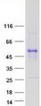 TAPBP / Tapasin Protein - Purified recombinant protein TAPBP was analyzed by SDS-PAGE gel and Coomassie Blue Staining