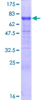 TAPBPL / TAPBPR Protein - 12.5% SDS-PAGE of human TAPBPL stained with Coomassie Blue