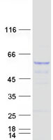 TAPBPL / TAPBPR Protein - Purified recombinant protein TAPBPL was analyzed by SDS-PAGE gel and Coomassie Blue Staining