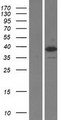 TARBP2 / TRBP2 Protein - Western validation with an anti-DDK antibody * L: Control HEK293 lysate R: Over-expression lysate