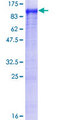 TARS Protein - 12.5% SDS-PAGE of human TARS stained with Coomassie Blue