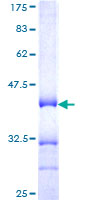 TARS Protein - 12.5% SDS-PAGE Stained with Coomassie Blue.