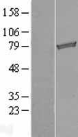 TARS2 / TARSL1 Protein - Western validation with an anti-DDK antibody * L: Control HEK293 lysate R: Over-expression lysate