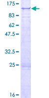 TARS2 / TARSL1 Protein - 12.5% SDS-PAGE of human TARS2 stained with Coomassie Blue