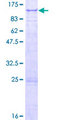 TARS2 / TARSL1 Protein - 12.5% SDS-PAGE of human TARS2 stained with Coomassie Blue