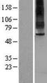 TAS1R2 / T1R2 Protein - Western validation with an anti-DDK antibody * L: Control HEK293 lysate R: Over-expression lysate