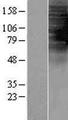 TAS2R1 Protein - Western validation with an anti-DDK antibody * L: Control HEK293 lysate R: Over-expression lysate