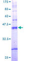 TAS2R10 / TRB2 Protein - 12.5% SDS-PAGE of human TAS2R10 stained with Coomassie Blue