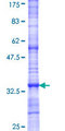 TAS2R10 / TRB2 Protein - 12.5% SDS-PAGE Stained with Coomassie Blue.
