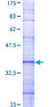 TAS2R14 / TRB1 Protein - 12.5% SDS-PAGE Stained with Coomassie Blue.