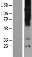 TAS2R16 / T2R16 Protein - Western validation with an anti-DDK antibody * L: Control HEK293 lysate R: Over-expression lysate