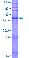 TAS2R16 / T2R16 Protein - 12.5% SDS-PAGE of human TAS2R16 stained with Coomassie Blue