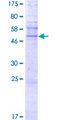 TAS2R20 / TAS2R49 Protein - 12.5% SDS-PAGE of human TAS2R49 stained with Coomassie Blue