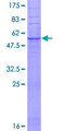 TAS2R3 Protein - 12.5% SDS-PAGE of human TAS2R3 stained with Coomassie Blue