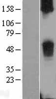 TAS2R38 Protein - Western validation with an anti-DDK antibody * L: Control HEK293 lysate R: Over-expression lysate