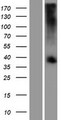 TAS2R39 Protein - Western validation with an anti-DDK antibody * L: Control HEK293 lysate R: Over-expression lysate