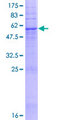 TAS2R40 Protein - 12.5% SDS-PAGE of human TAS2R40 stained with Coomassie Blue