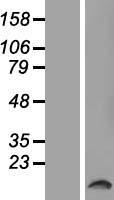 TAS2R50 Protein - Western validation with an anti-DDK antibody * L: Control HEK293 lysate R: Over-expression lysate