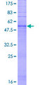 TAS2R60 Protein - 12.5% SDS-PAGE of human TAS2R60 stained with Coomassie Blue