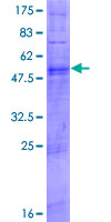 TAS2R9 Protein - 12.5% SDS-PAGE of human TAS2R9 stained with Coomassie Blue