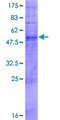 TAS2R9 Protein - 12.5% SDS-PAGE of human TAS2R9 stained with Coomassie Blue