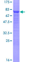 TASP / LANCL2 Protein - 12.5% SDS-PAGE of human LANCL2 stained with Coomassie Blue
