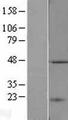 TASP1 Protein - Western validation with an anti-DDK antibody * L: Control HEK293 lysate R: Over-expression lysate