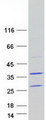 TATDN1 Protein - Purified recombinant protein TATDN1 was analyzed by SDS-PAGE gel and Coomassie Blue Staining