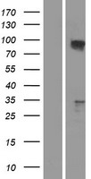TAX1BP1 Protein - Western validation with an anti-DDK antibody * L: Control HEK293 lysate R: Over-expression lysate
