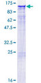 TAX1BP1 Protein - 12.5% SDS-PAGE of human TAX1BP1 stained with Coomassie Blue