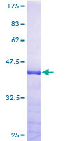 TAX1BP3 Protein - 12.5% SDS-PAGE of human TAX1BP3 stained with Coomassie Blue