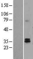 TAZ Protein - Western validation with an anti-DDK antibody * L: Control HEK293 lysate R: Over-expression lysate