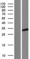TAZ Protein - Western validation with an anti-DDK antibody * L: Control HEK293 lysate R: Over-expression lysate